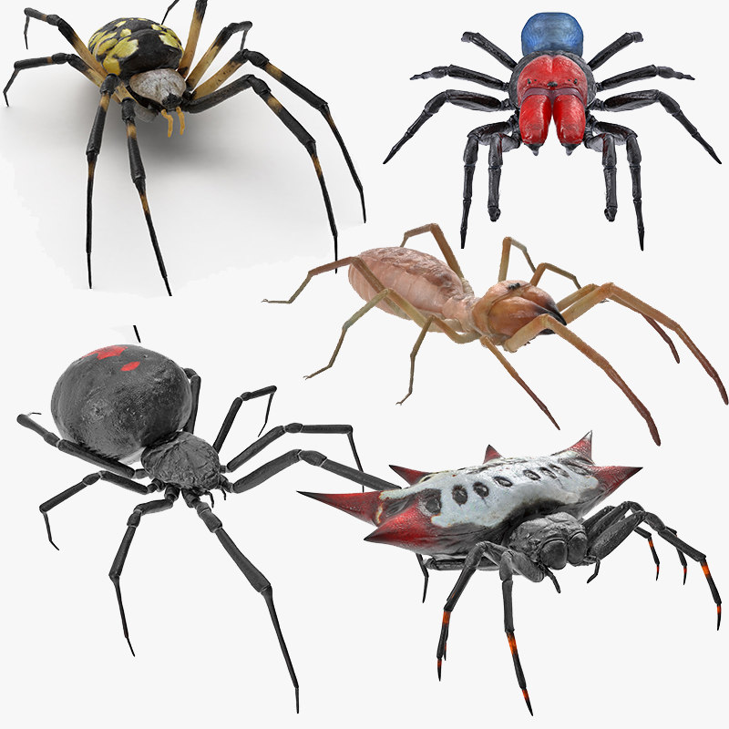 Rigged Spiders Collection for Cinema 4D 3D 모델 TurboSquid