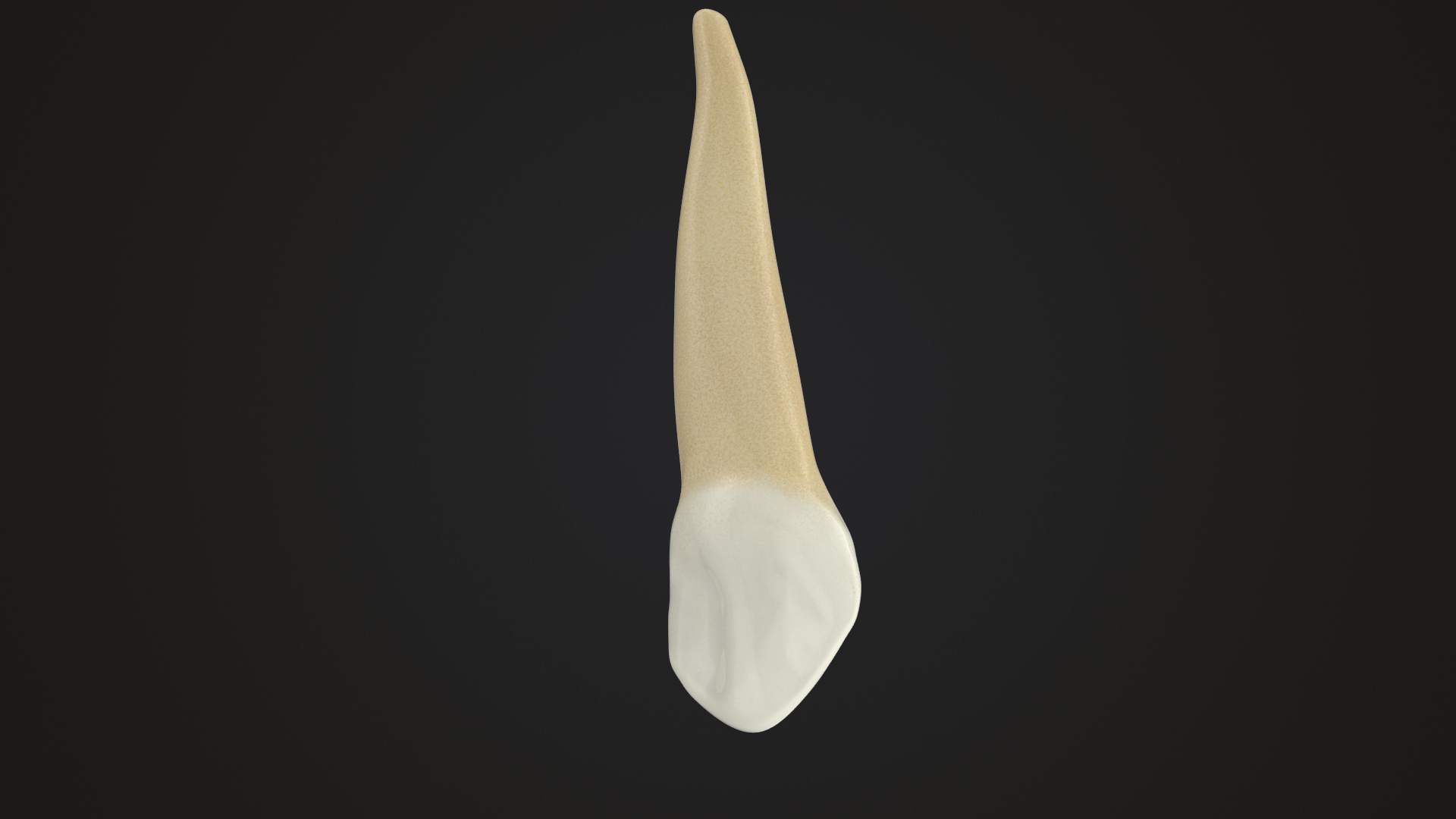 3D human teeth upper canine model - TurboSquid 1516716