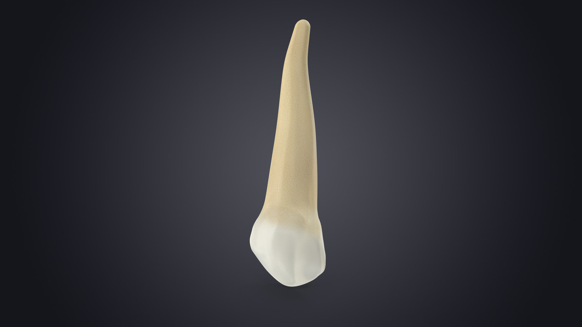 3d-human-teeth-upper-canine-model-turbosquid-1516716