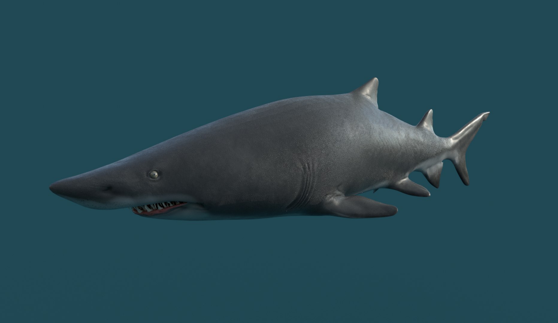 Shark tiger sand 3D model - TurboSquid 1516743