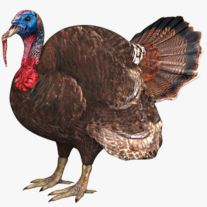 3D turkeycock