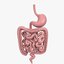 3D digestive gastrointestinal tract 2 model