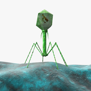 3D t4 virus model