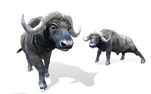 wild buffalo 3D model