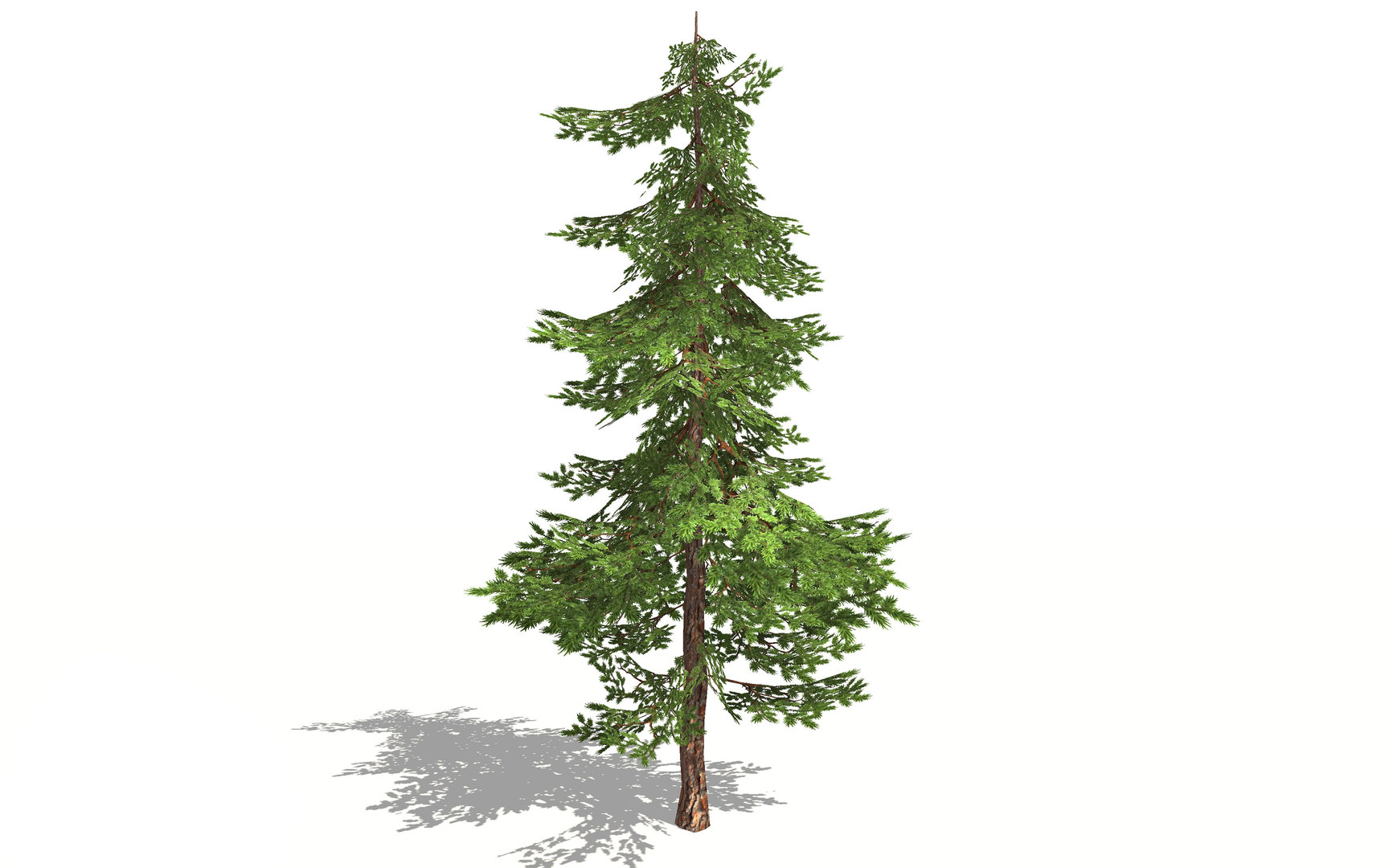 3D model pine tree realistic - TurboSquid 1517326