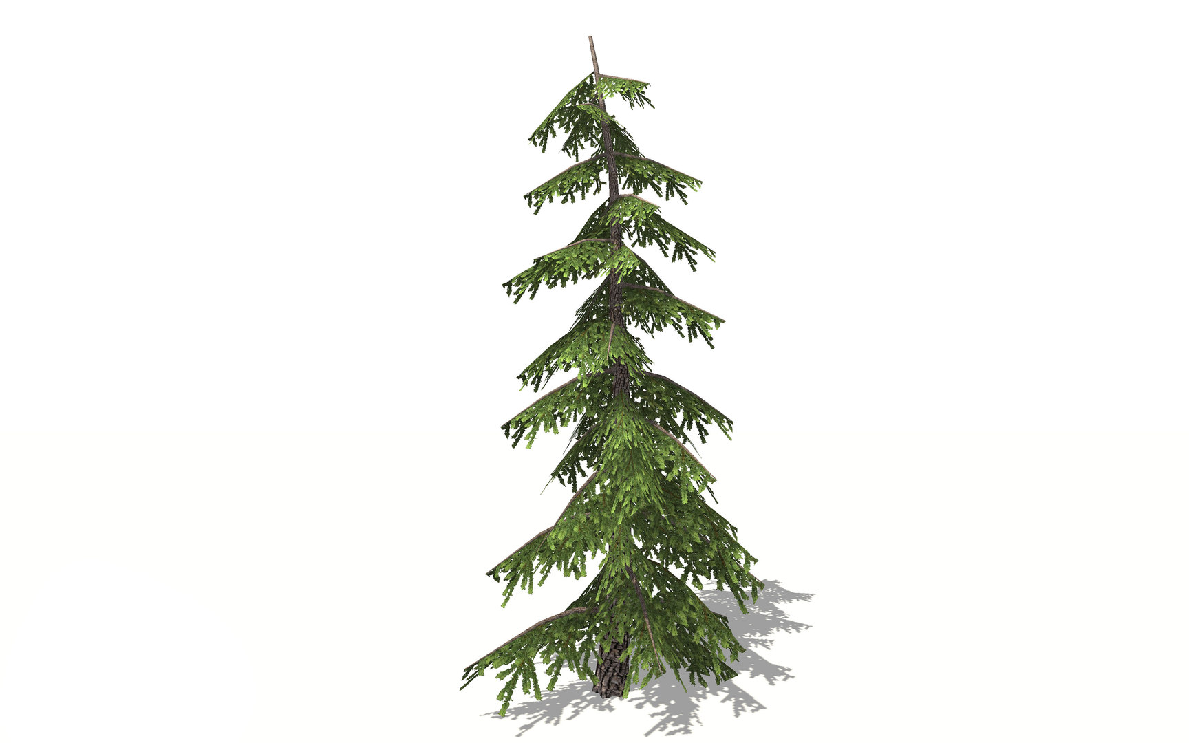 3d-realistic-pine-tree-turbosquid-1517322