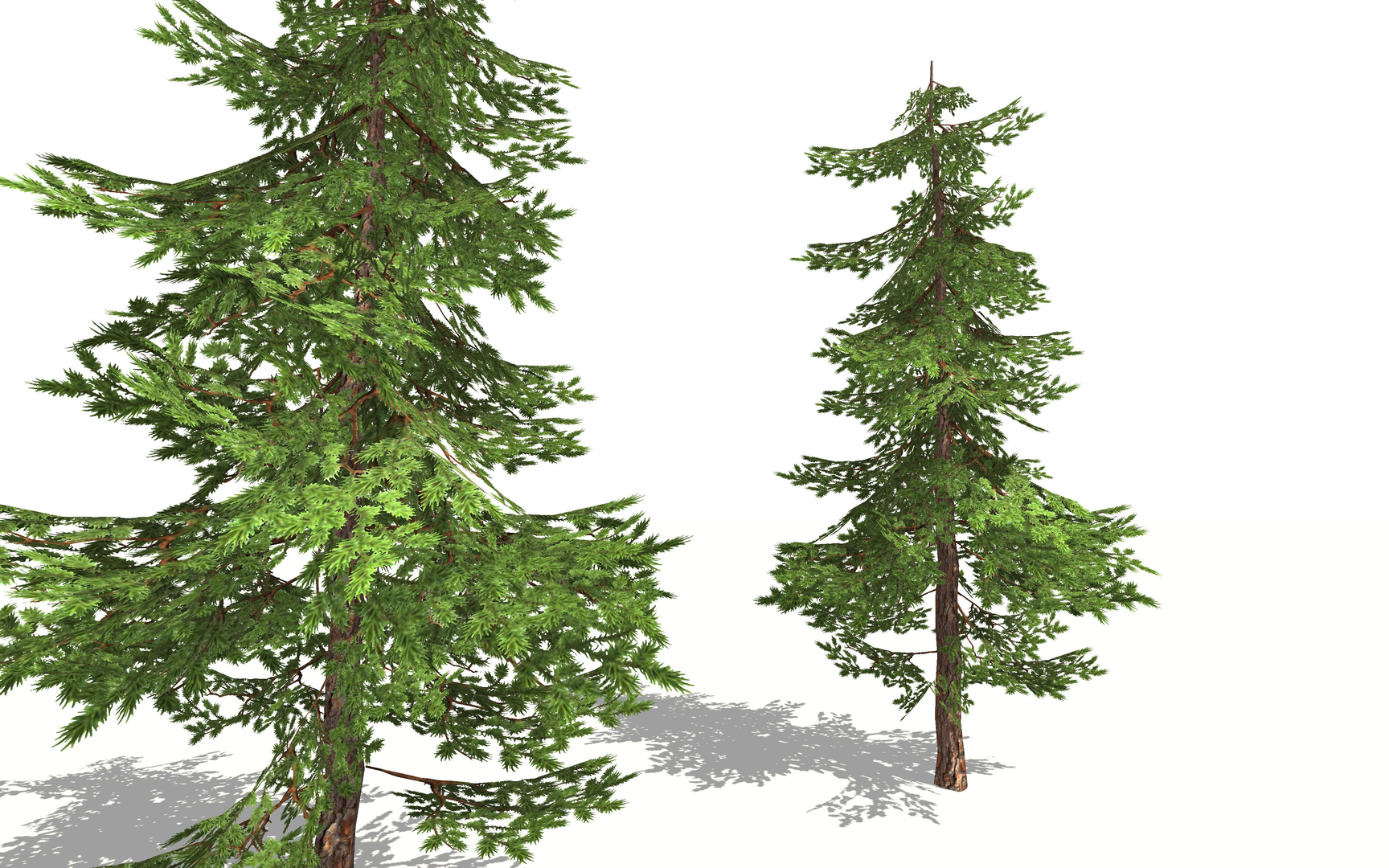 3D model pine tree realistic - TurboSquid 1517326