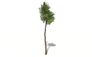 3D realistic white cedar tree model