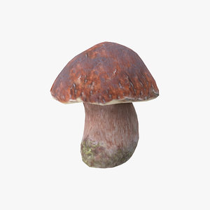 boletus mushroom model
