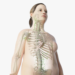 skin obese female skeleton 3D model