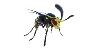 wasp insect bug model