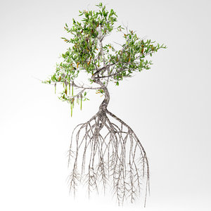 mangrove tree 3D model