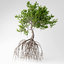 3D mangrove trees model