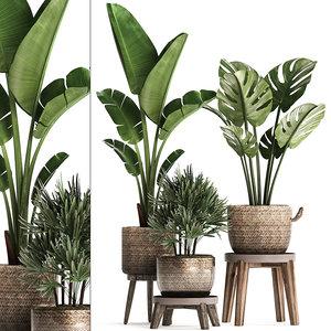 3D exotic plants model