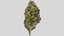 cannabis bud zkittlez 3D