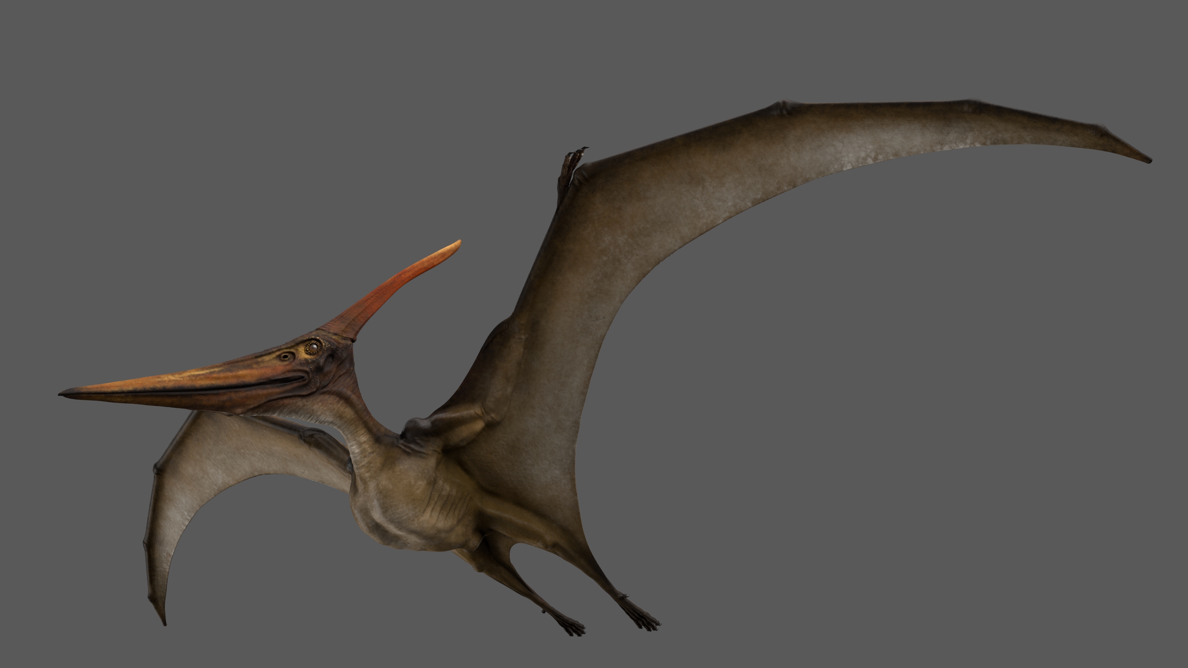 Pteranodon Longiceps Rigged Modelo 3D - TurboSquid 1519330