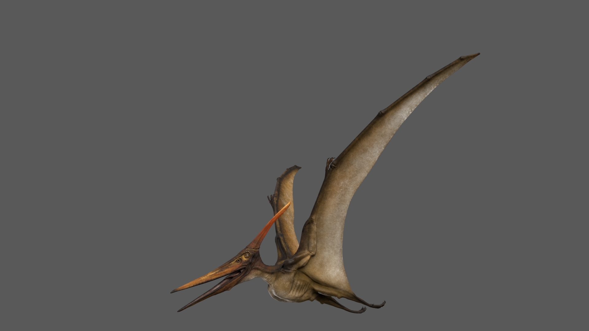 Pteranodon Longiceps Rigged Modelo 3D - TurboSquid 1519330