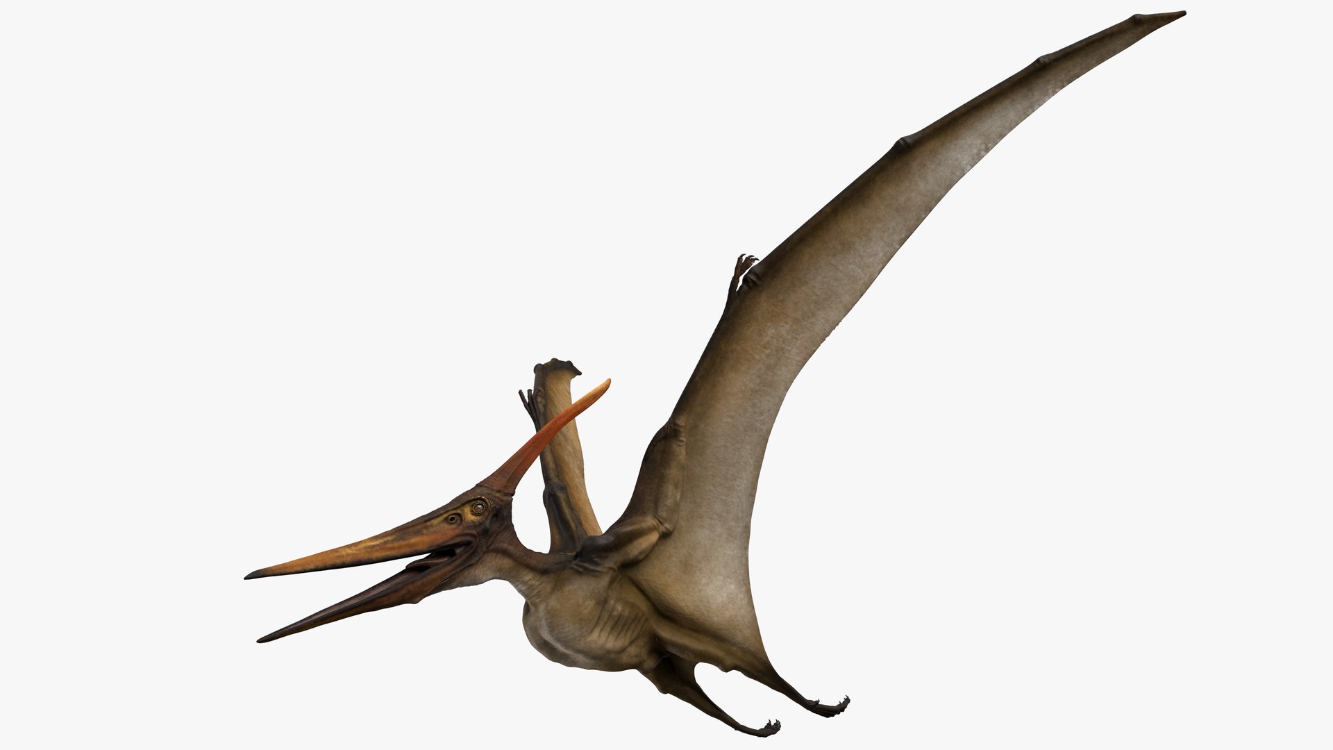 Pterodactyl gif