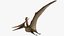 3D rigged pteranodon longiceps
