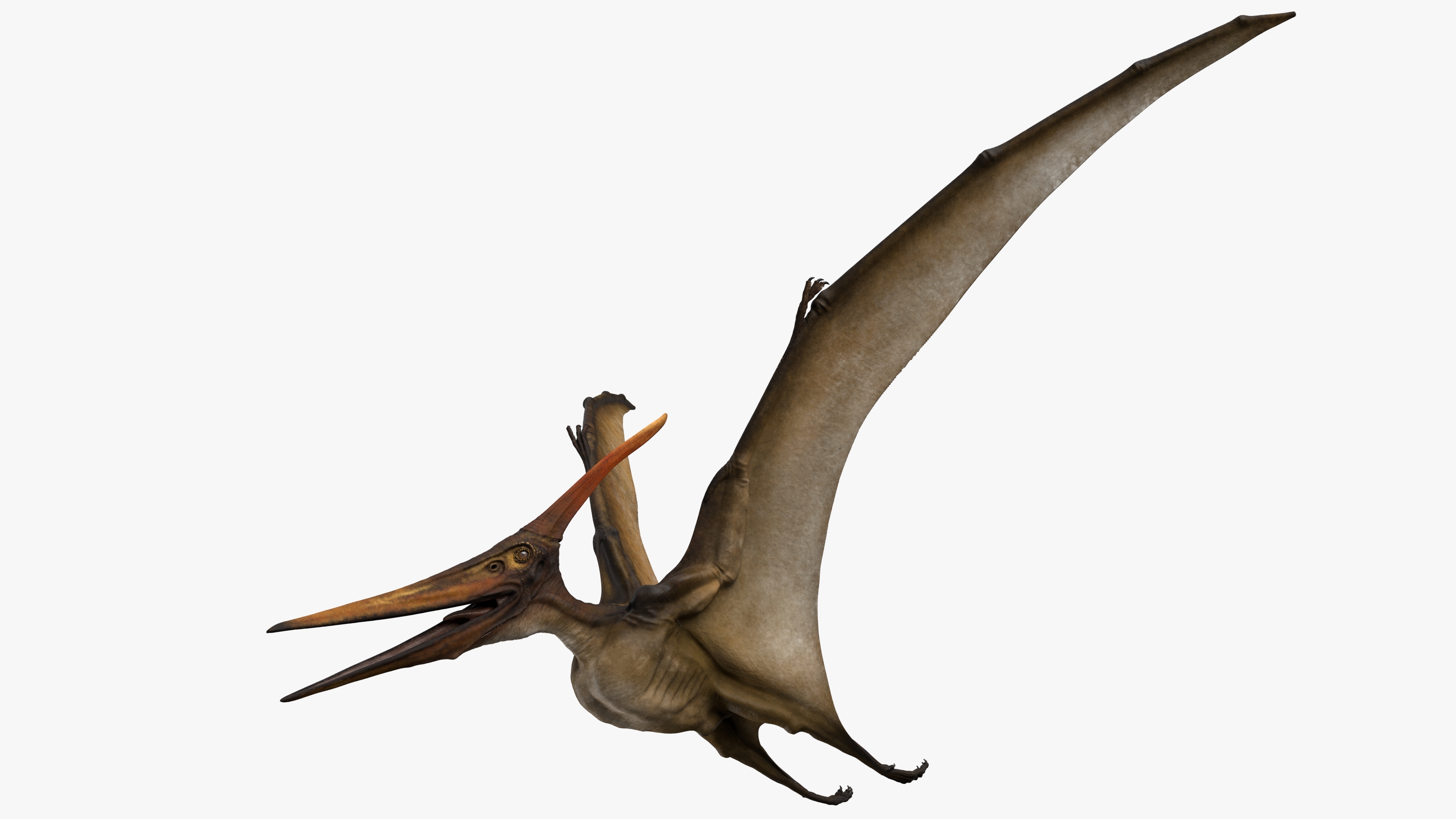 Pteranodon Longiceps Rigged Modelo 3D - TurboSquid 1519330