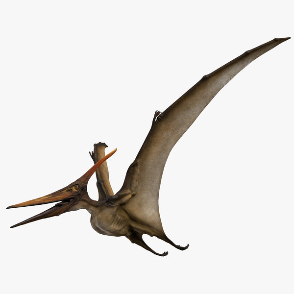 3D Pterodactyl Models | TurboSquid