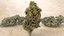 cannabis bud zkittlez 3D