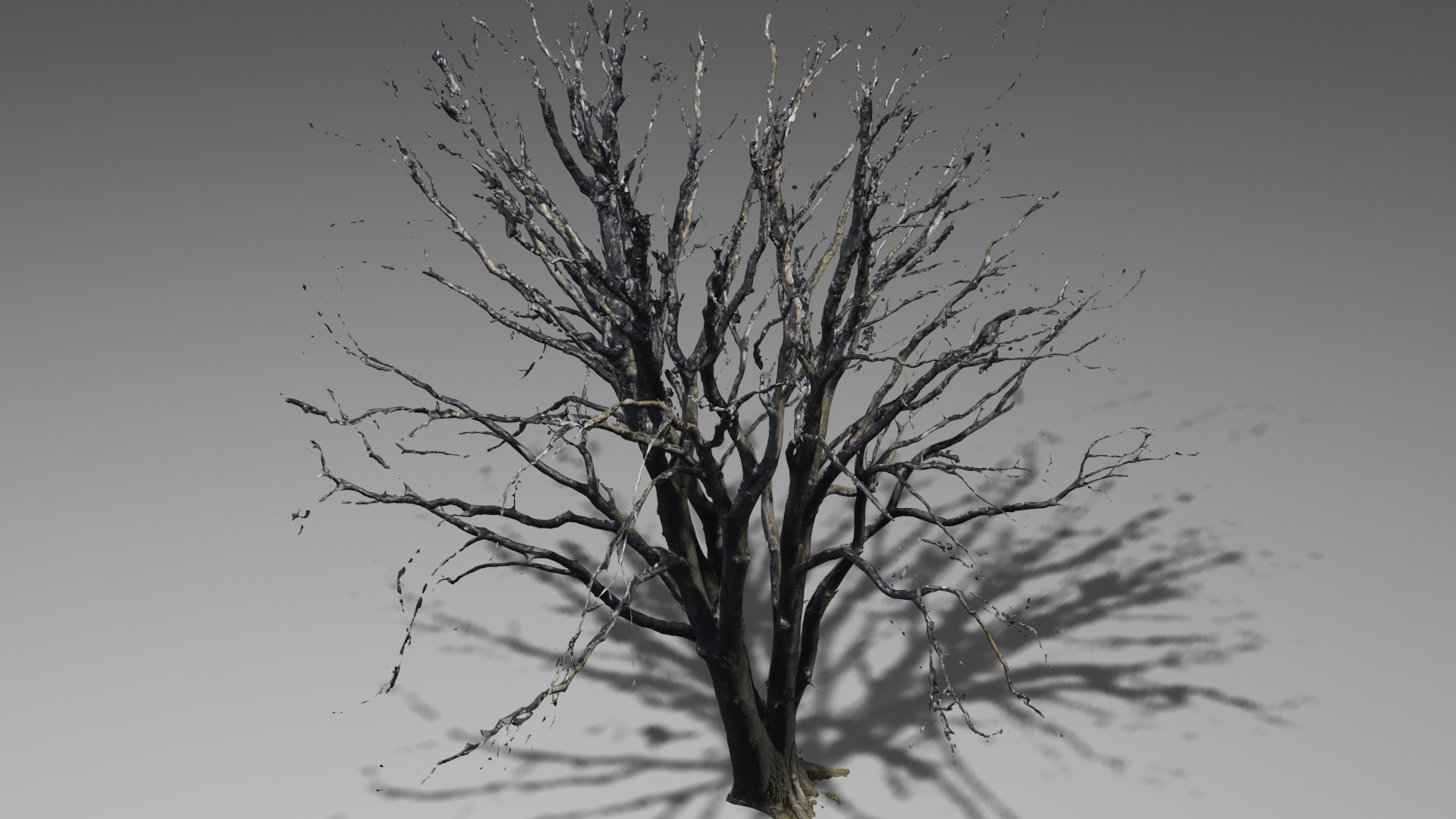 3D model dry tree - TurboSquid 1518643