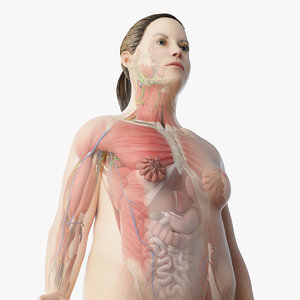 3D model obese female anatomy