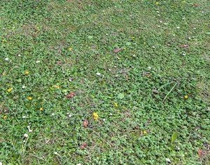 Ground terrain grass PBR pack 7