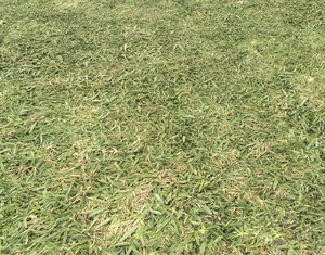 Ground terrain grass PBR pack 6