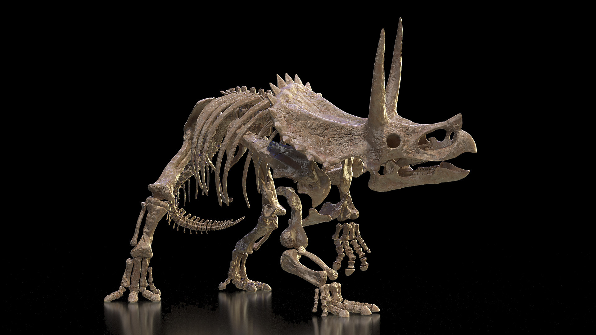 triceratops skeleton big john