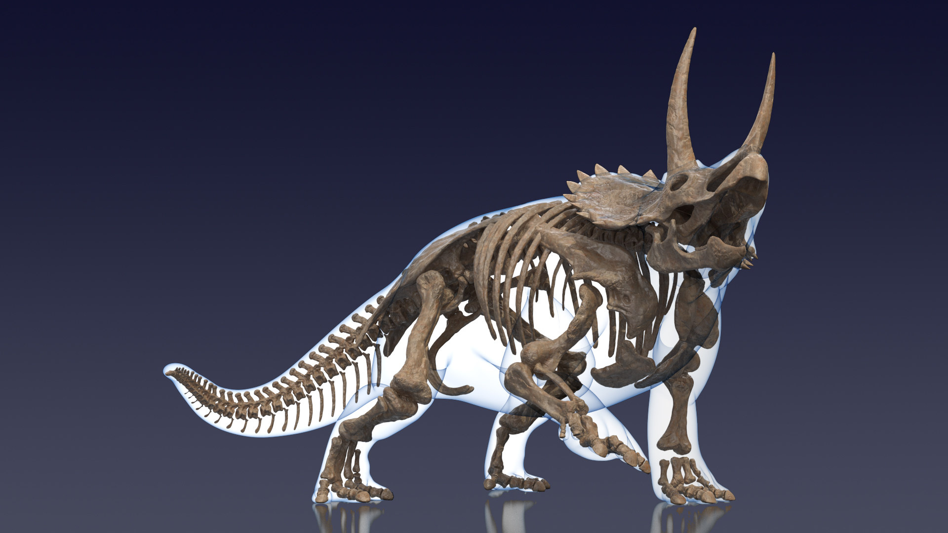 full triceratops skeleton