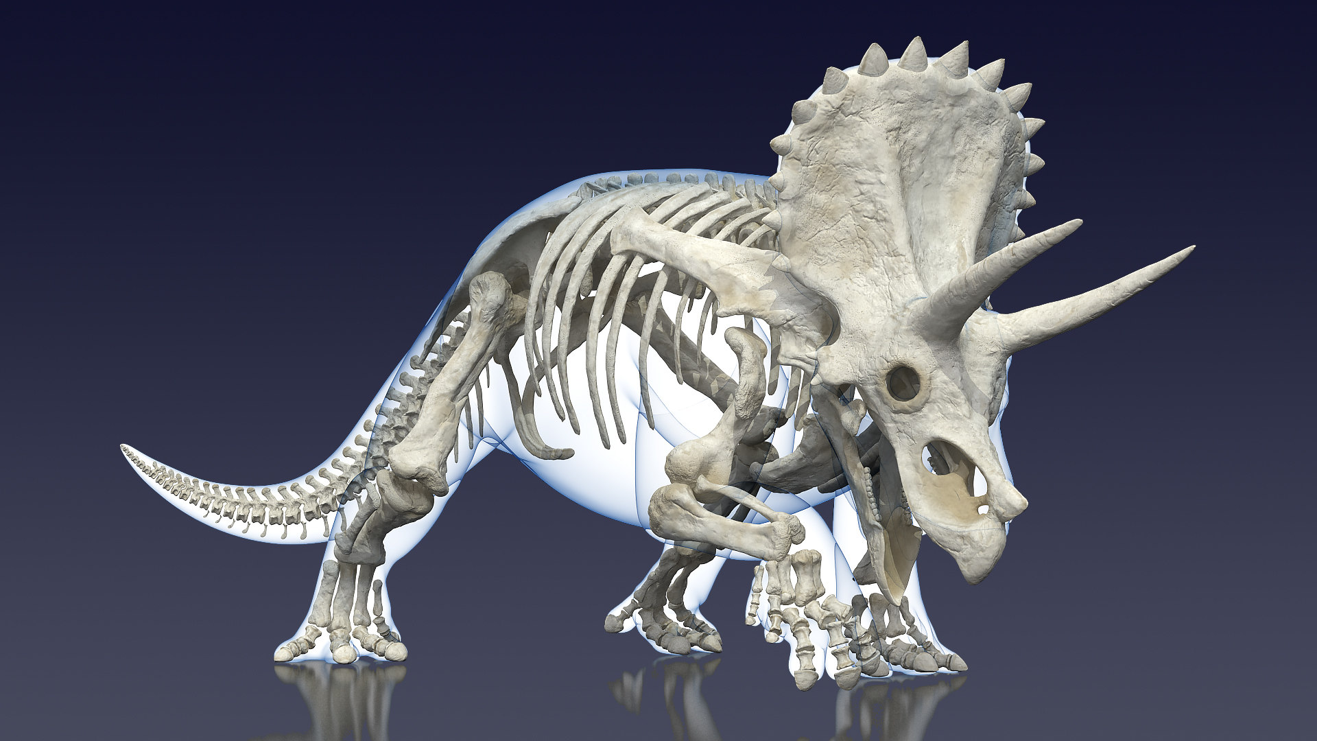 triceratops view in 3d