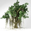 banyan tree model