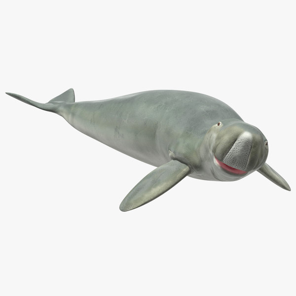 Dugong Rigged Modelo 3d Turbosquid 1518993