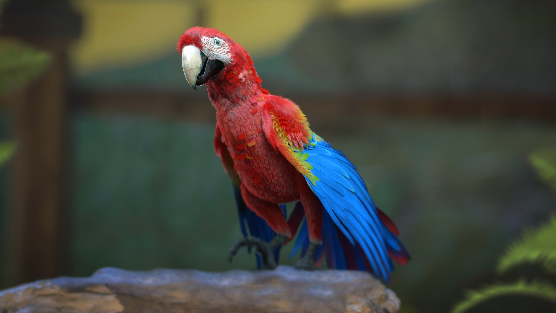scarlet macaw parrot fur rigged3d模型