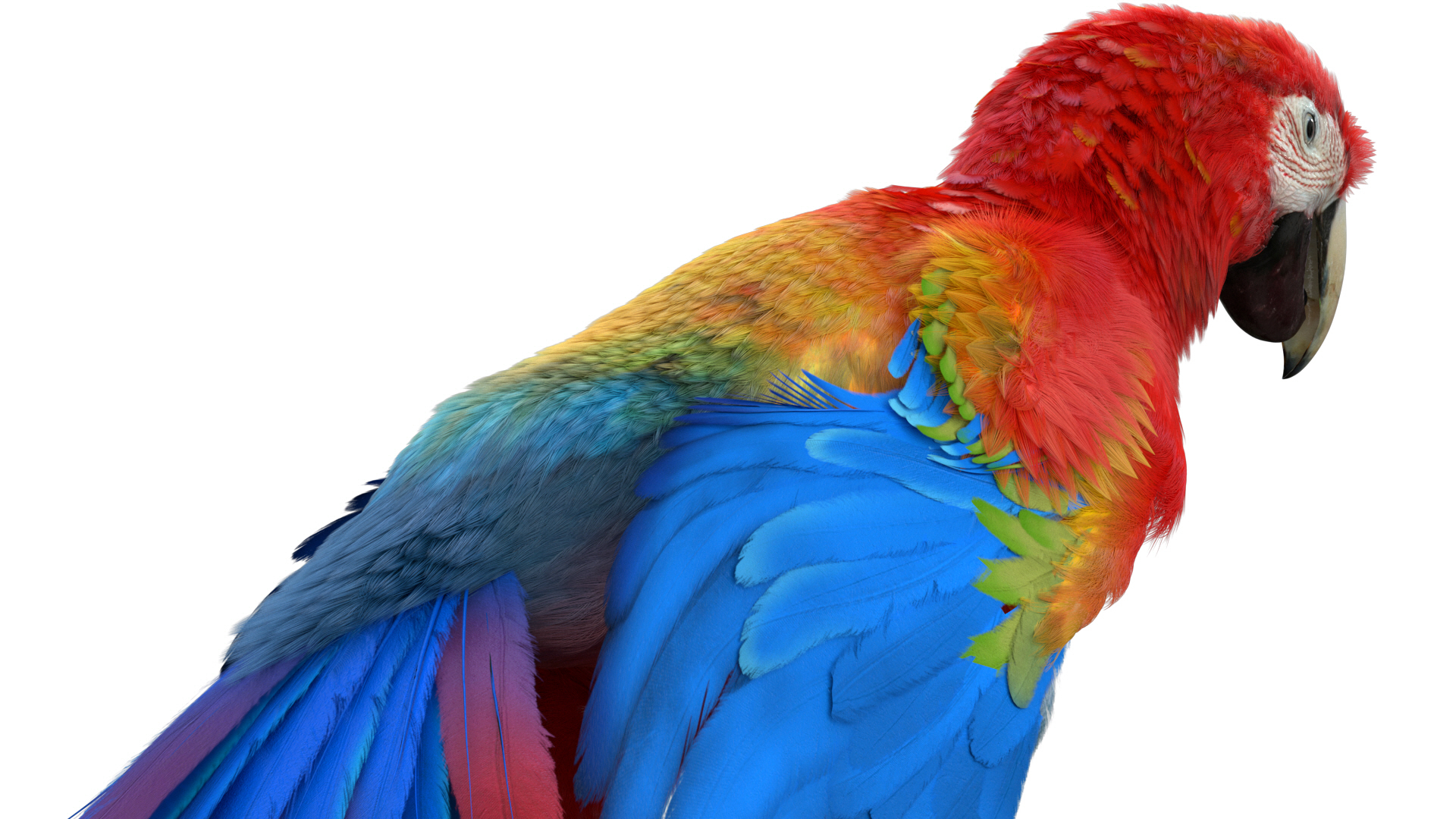 scarlet macaw parrot fur rigged3d模型