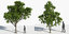 3D trees 3 model