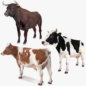 bull cows rigged 3D model