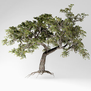 3D japanese maple tree