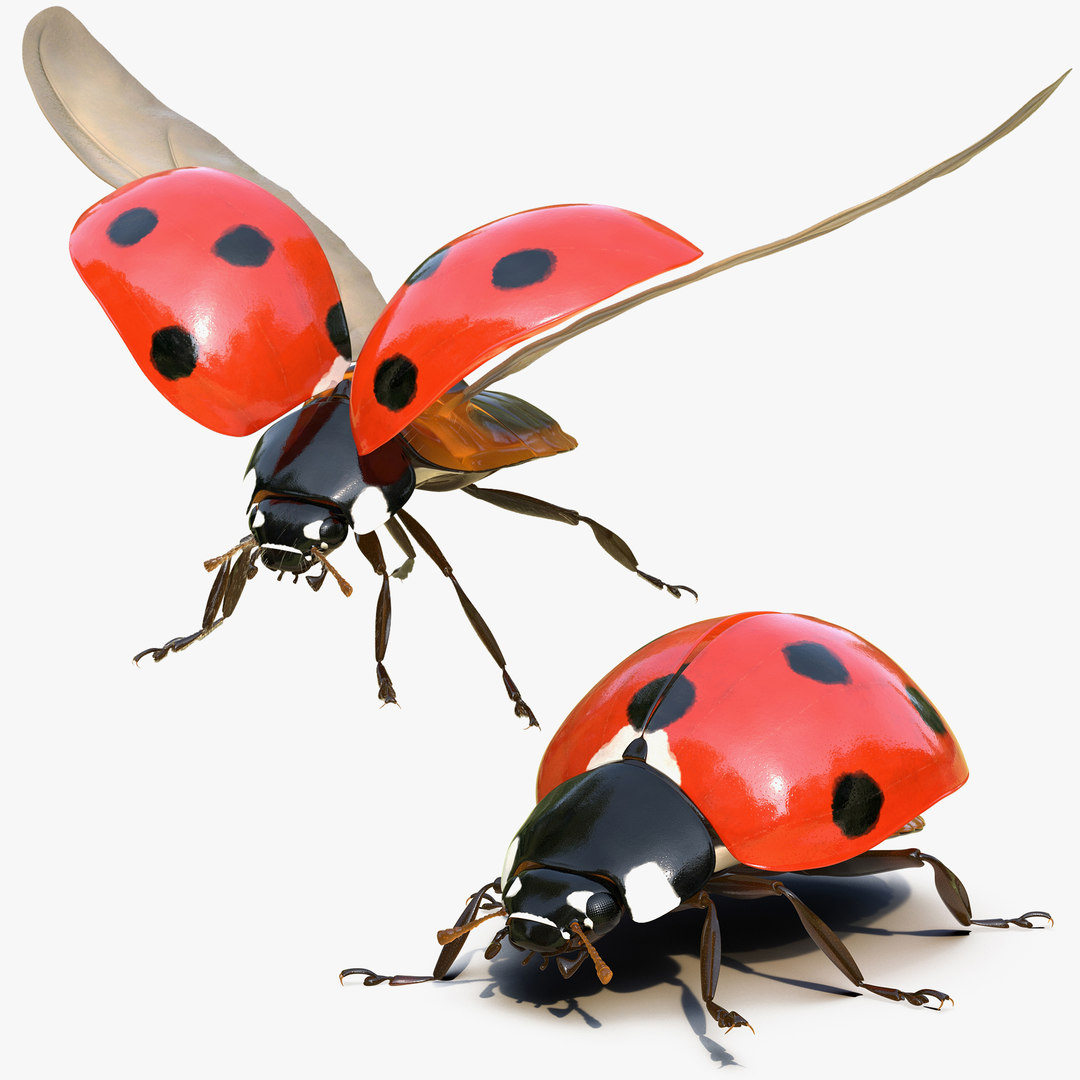 Ladybug 3d Model Rigged And Low Poly Game Ready Team