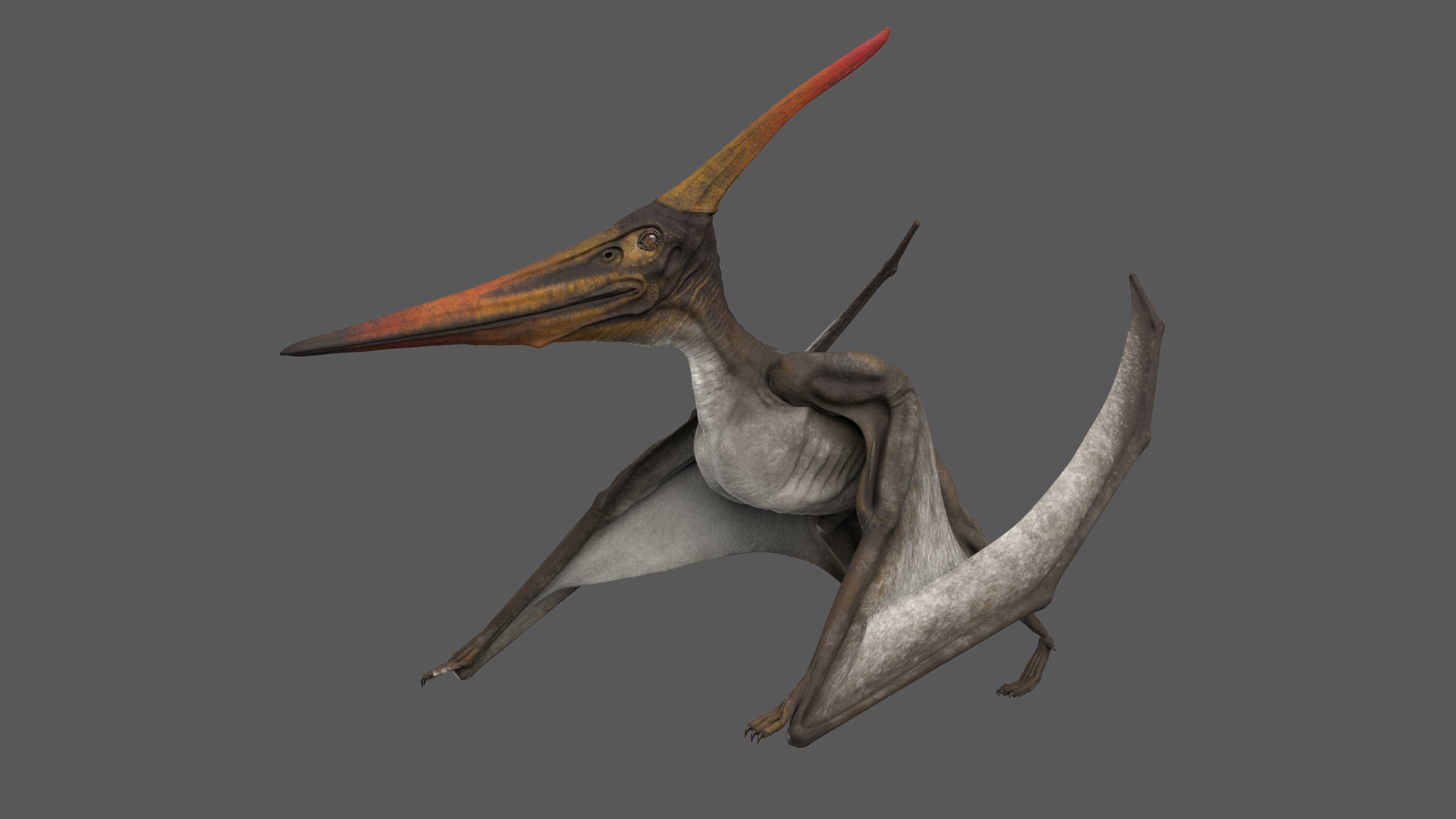 pteranodon 3d