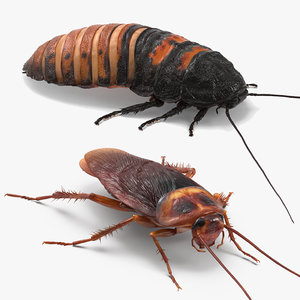 3D cockroaches rigged model