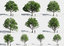 tree 3D