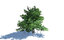 natural forest trees 3D