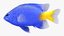 3D freshwater fish