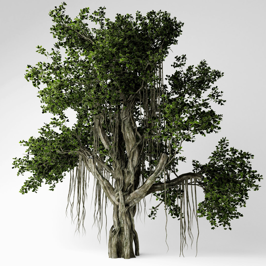 3D chinese banyan tree model - TurboSquid 1519868