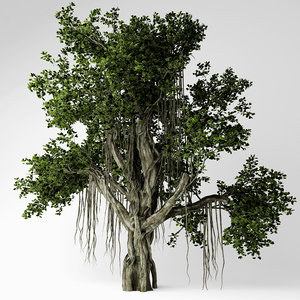 3D chinese banyan tree model