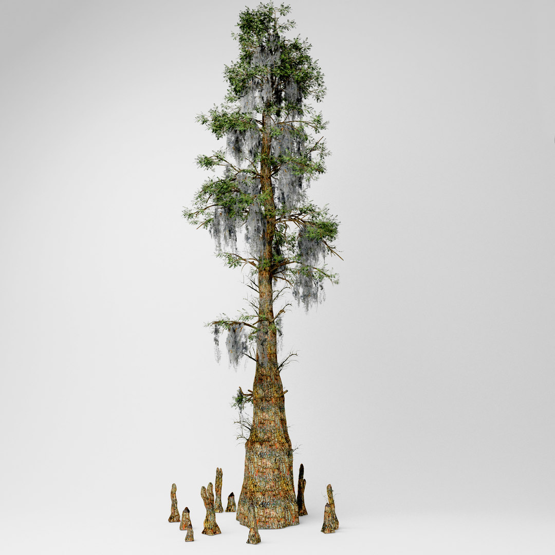 3D bald cypress tree TurboSquid 1519874