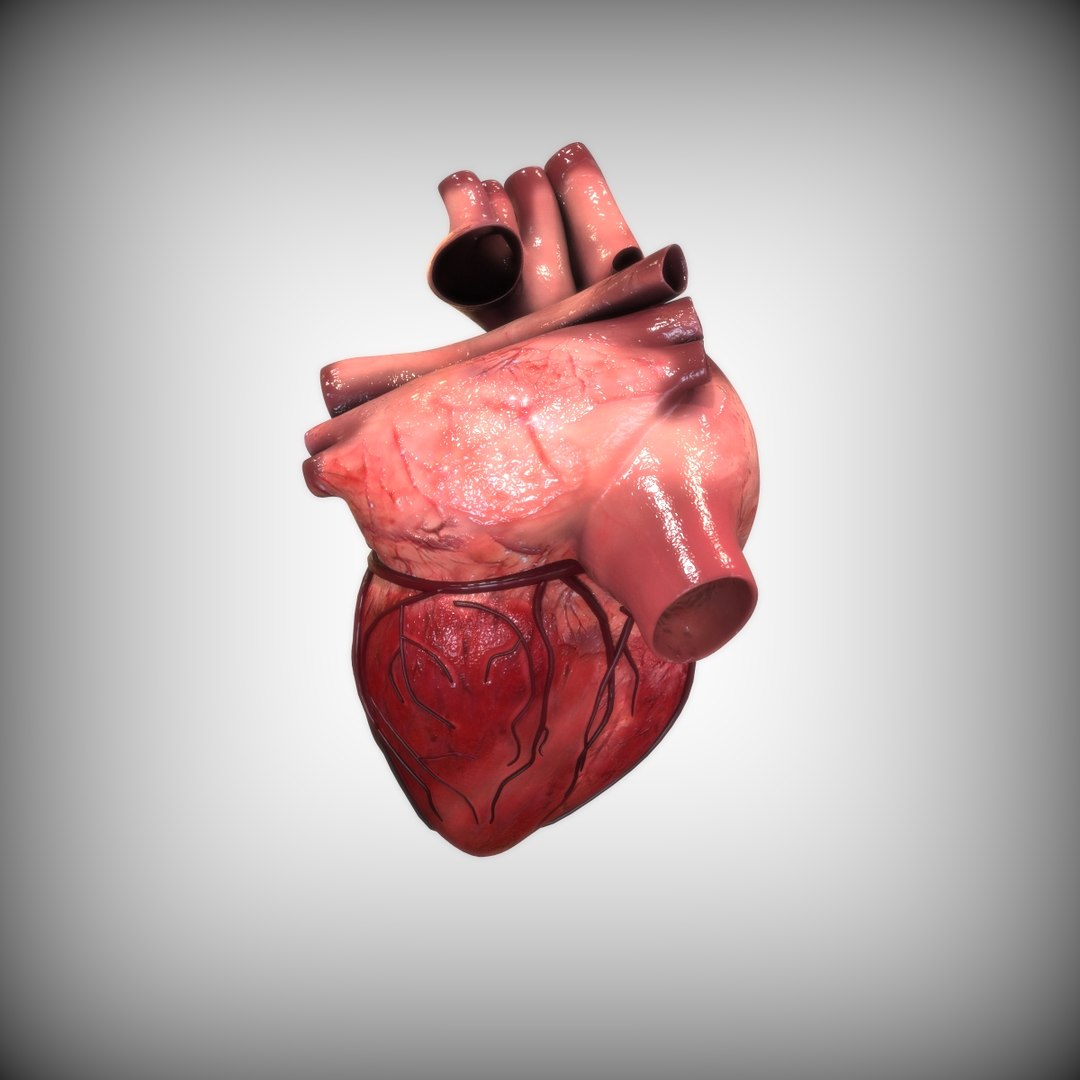 Human heart 3D model - TurboSquid 1519866